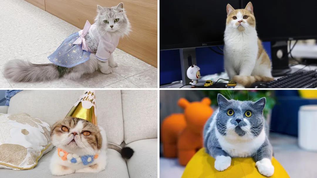 梅卡曼德2022校招 | 高速成長(zhǎng)C輪獨(dú)角獸企業(yè),邀你一起玩轉(zhuǎn)AI+機(jī)器人! 梅卡曼德2022校招 | 高速成長(zhǎng)C輪獨(dú)角獸企業(yè),邀你一起玩轉(zhuǎn)AI+機(jī)器人!