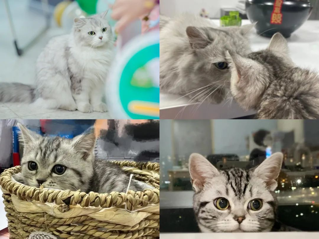 梅卡曼德2022校招全面啟動 | 高速成長C輪獨角獸企業，邀你一起玩轉AI+機器人！